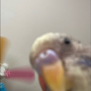 Meet your Posher, Alexandria